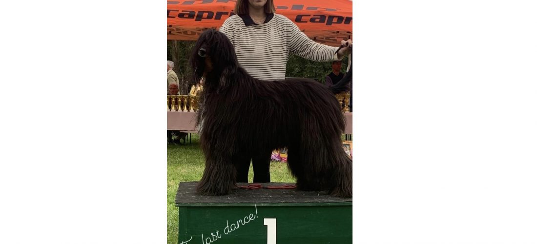 Σέρρες, Αλέξανδρος Καδής: Η Aisha για 2η φορά Grand Champion Σερβίας! (Φωτο) 
